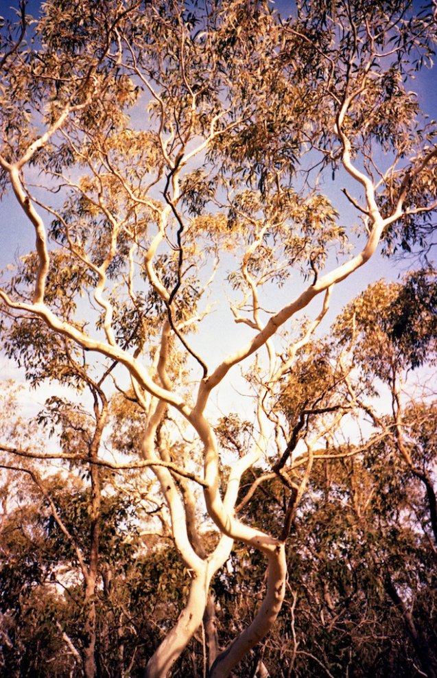 June 2014 LC-A Velvia50 TetanalC41 14