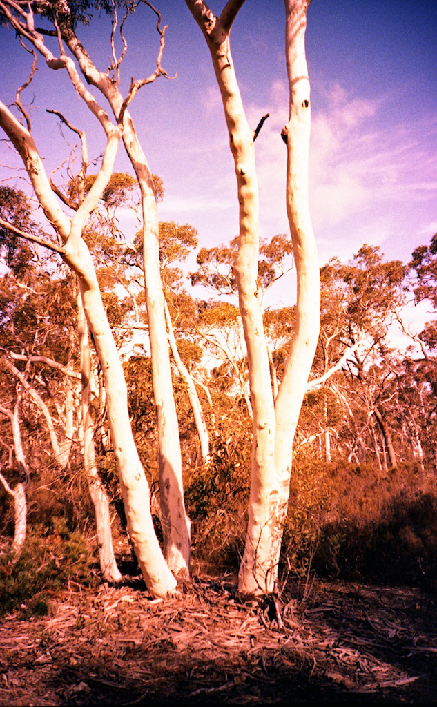 June 2014 LC-A Velvia50 TetanalC41 15