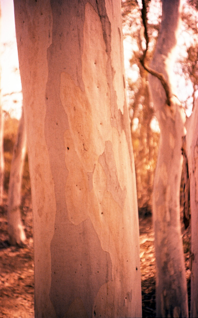 June 2014 LC-A Velvia50 TetanalC41 16