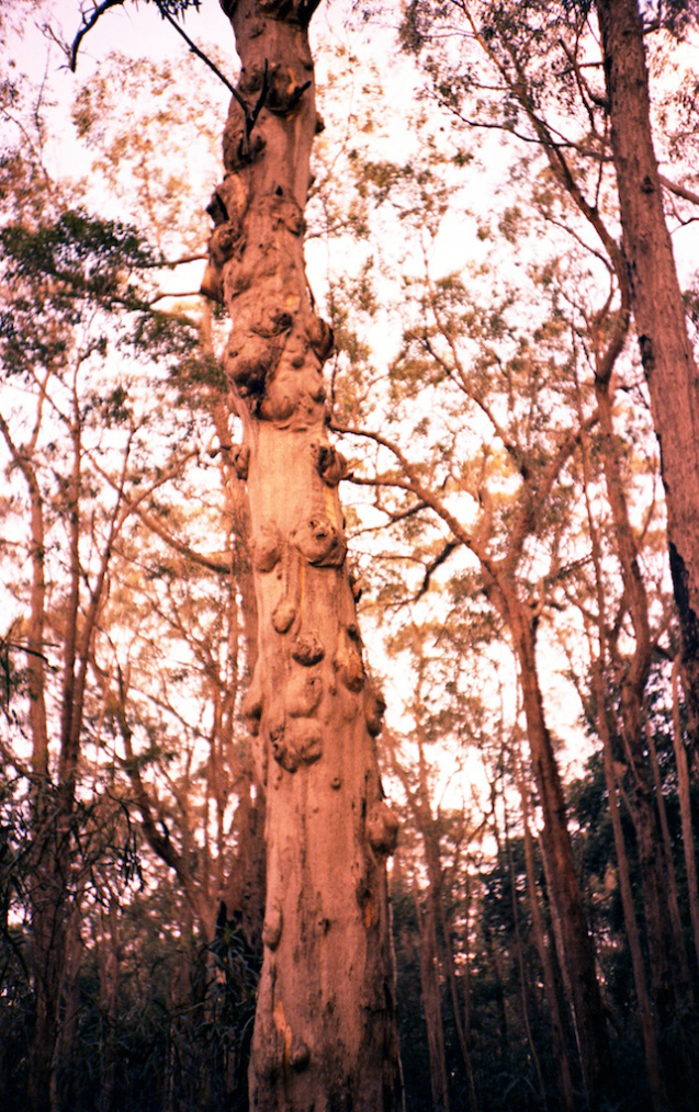 June 2014 LC-A Velvia50 TetanalC41 18