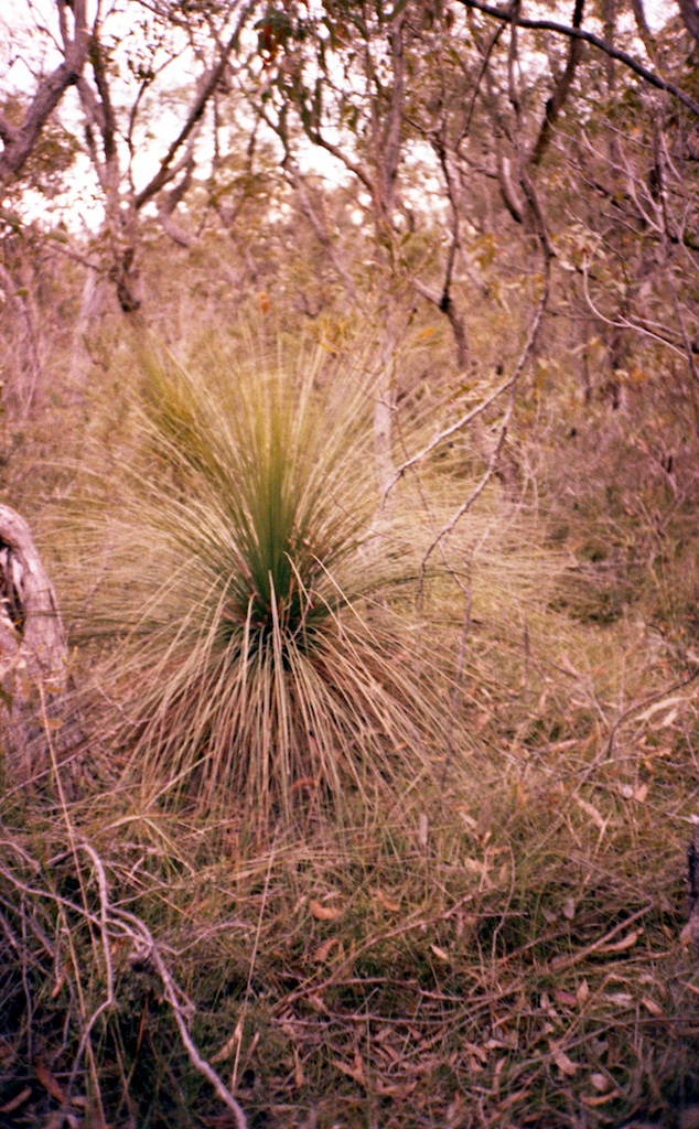 June 2014 LC-A Velvia50 TetanalC41 37
