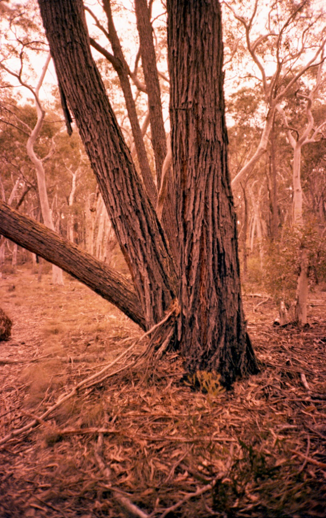 June 2014 LC-A Velvia50 TetanalC41 4