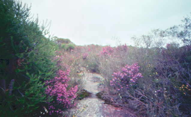 Sept 2014 Holga120WPC Ektar100 TetanalC41 2
