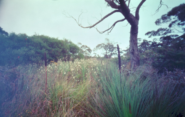 Sept 2014 Holga120WPC Ektar100 TetanalC41 5