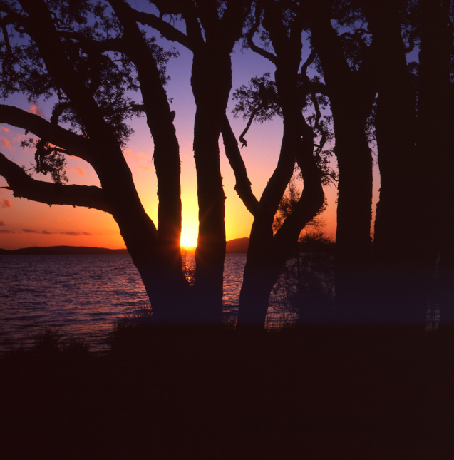 Sunset on paperbarks - Myall Lakes NP