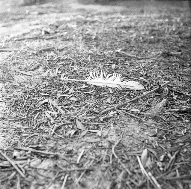 Sept 2014 Yashica 635 TriX400 RO9(1.100)stand 3