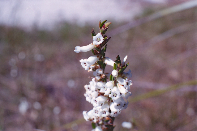 Oct 2014 OM2 Superia400 A 10