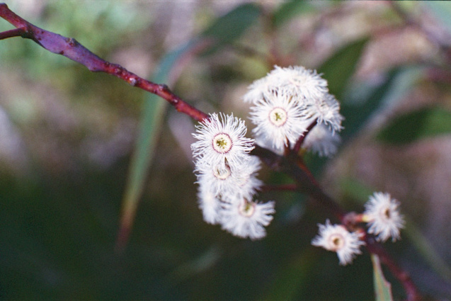 Oct 2014 OM2 Superia400 A 17