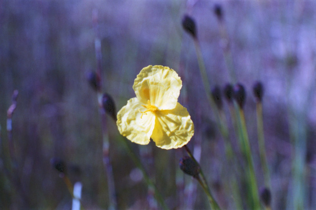 Oct 2014 OM2 Superia400 A 21