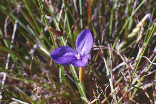 Oct 2014 OM2 Superia400 A 30