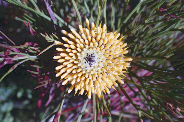 Oct 2014 OM2 Superia400 A 34