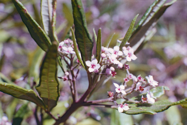 Oct 2014 OM2 Superia400 A 4