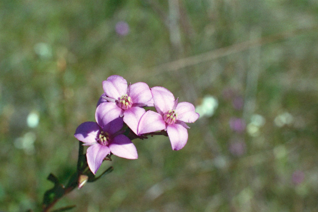 Oct 2014 OM2 Superia400 A 9