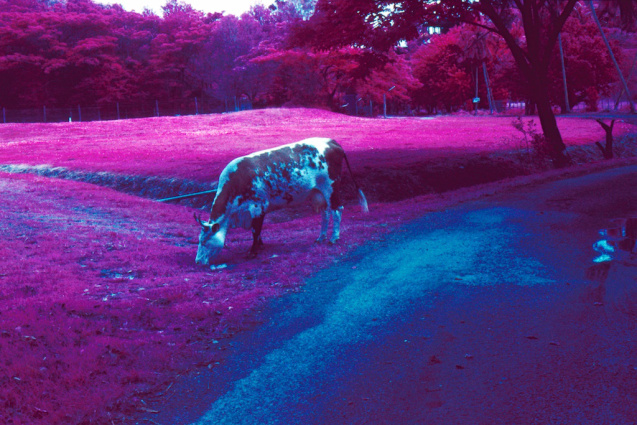 Nov 2014 Fiji OM2 Aerochrome TetanalE6 14
