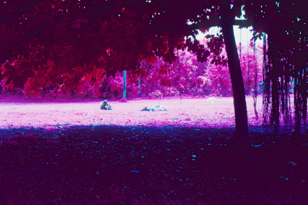 Nov 2014 Fiji OM2 Aerochrome TetanalE6 15