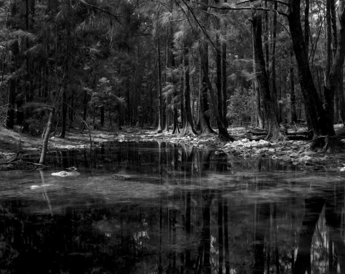 She-oaks and billabong