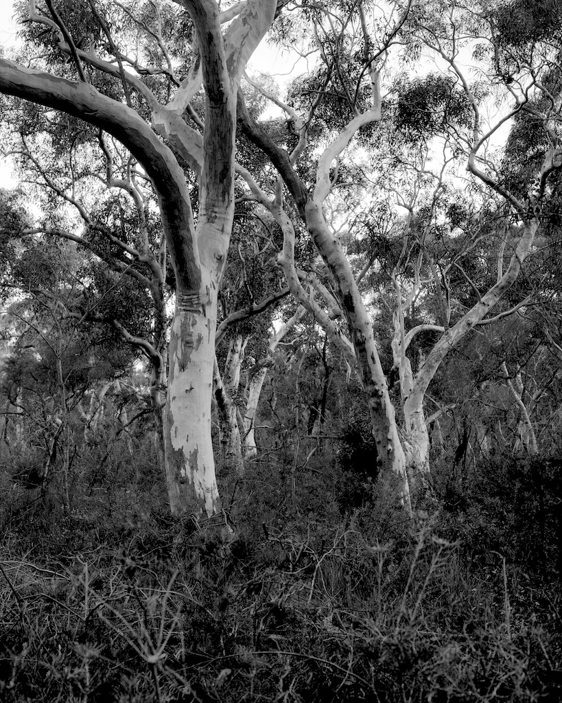 Scribbly gums I 