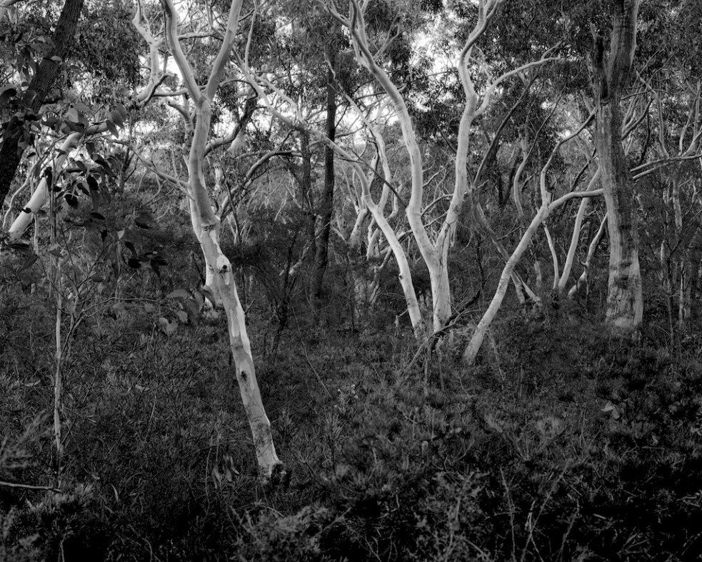 Scribbly gums II