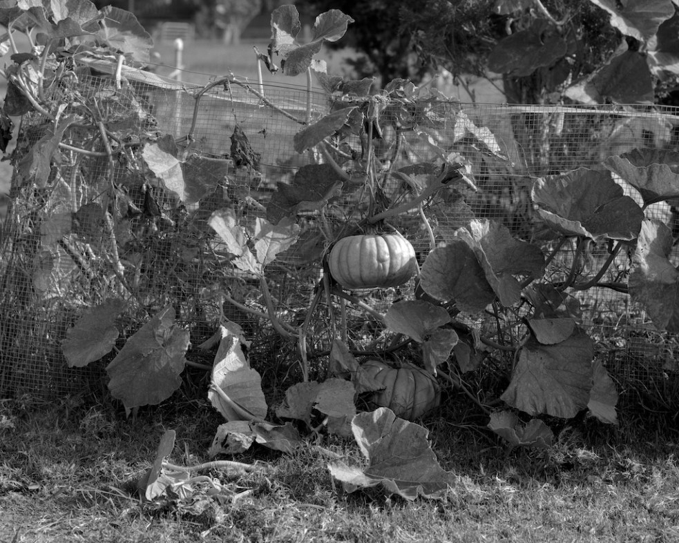 Pumpkin vines