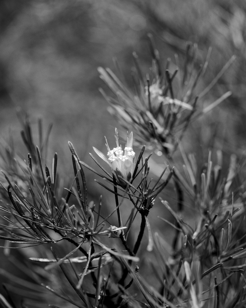 Mountain devil in the rain