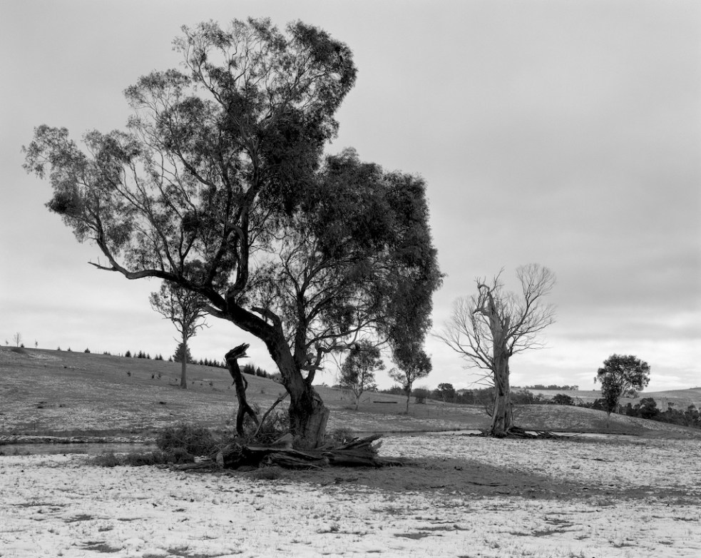 Trees near Bowral
