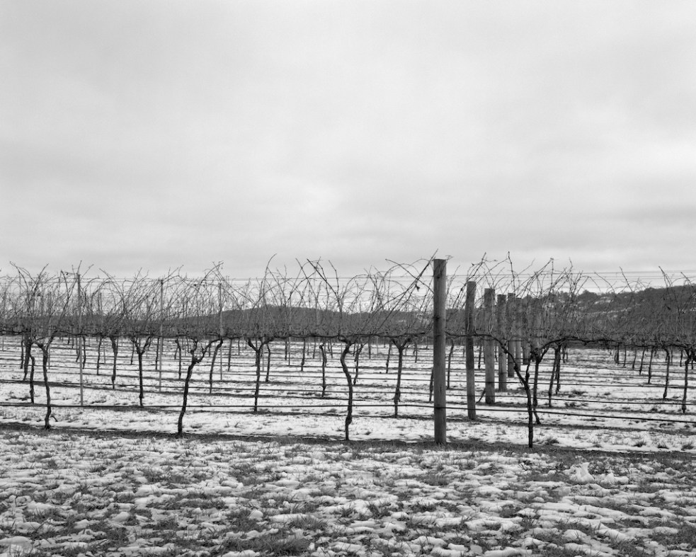 Bendooley vines