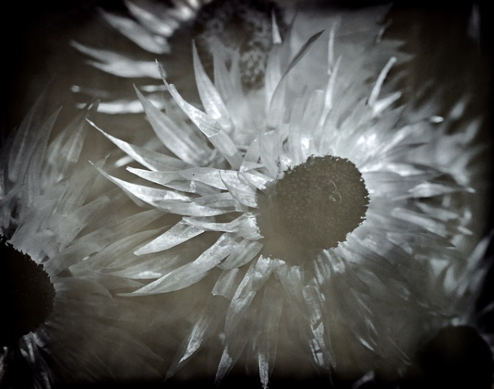 Paper daisy - helichrysum elatum