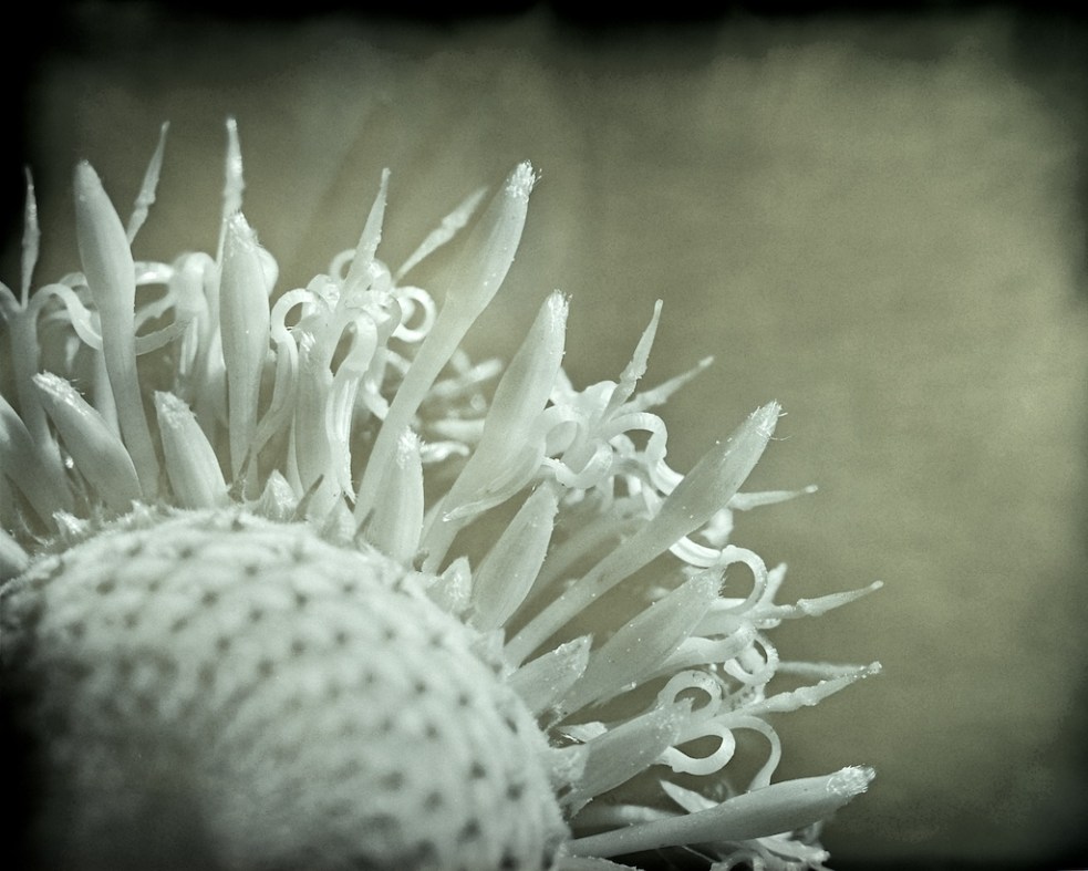 Drumstick - isopogon anemonifolius
