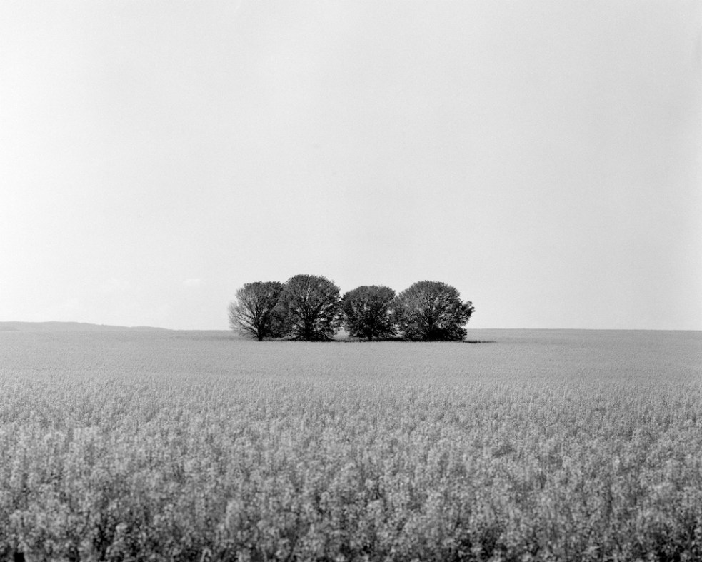 Four trees