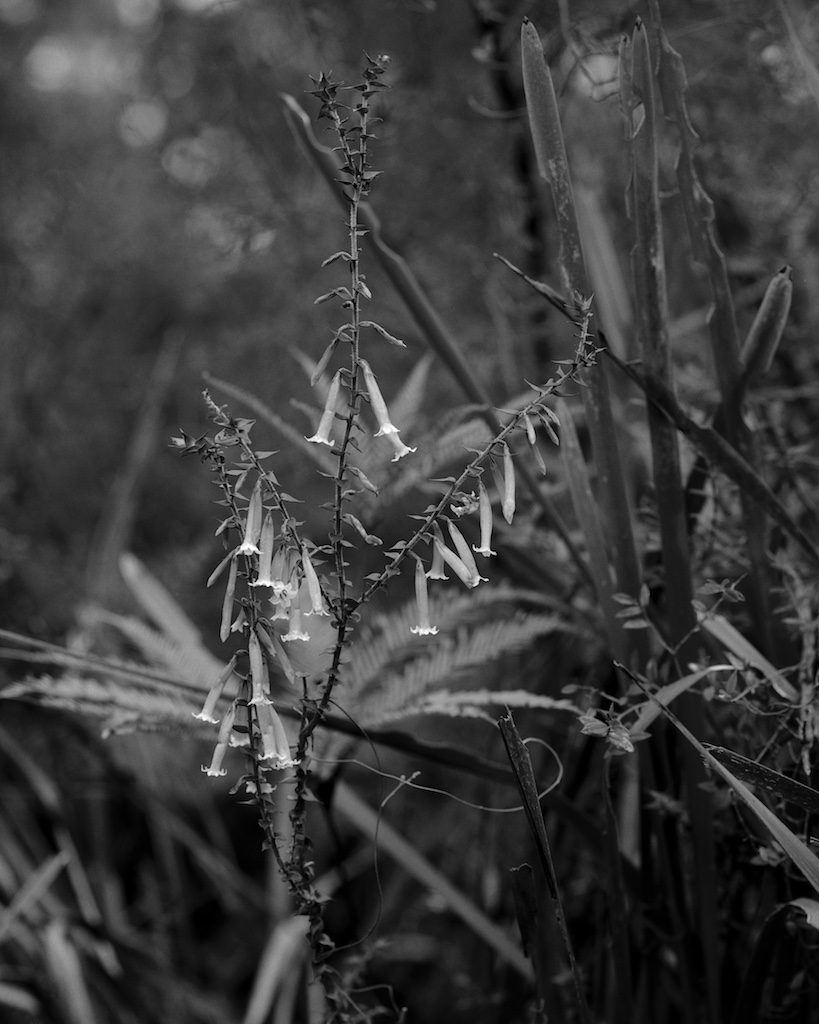 Nov 2015 Barrengrounds Budanoon 045F1 Shanghai100 Xtol(1.3)+paRodinal(1.160) 4