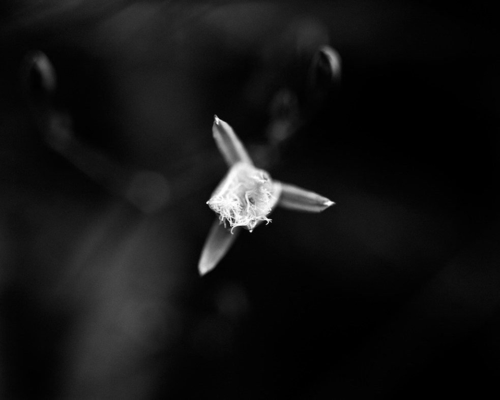 Nov 2015 MortonNP Budanoon 045F1 Shanghai100 Xtol(1.3)+paRodinal(1.160) 1