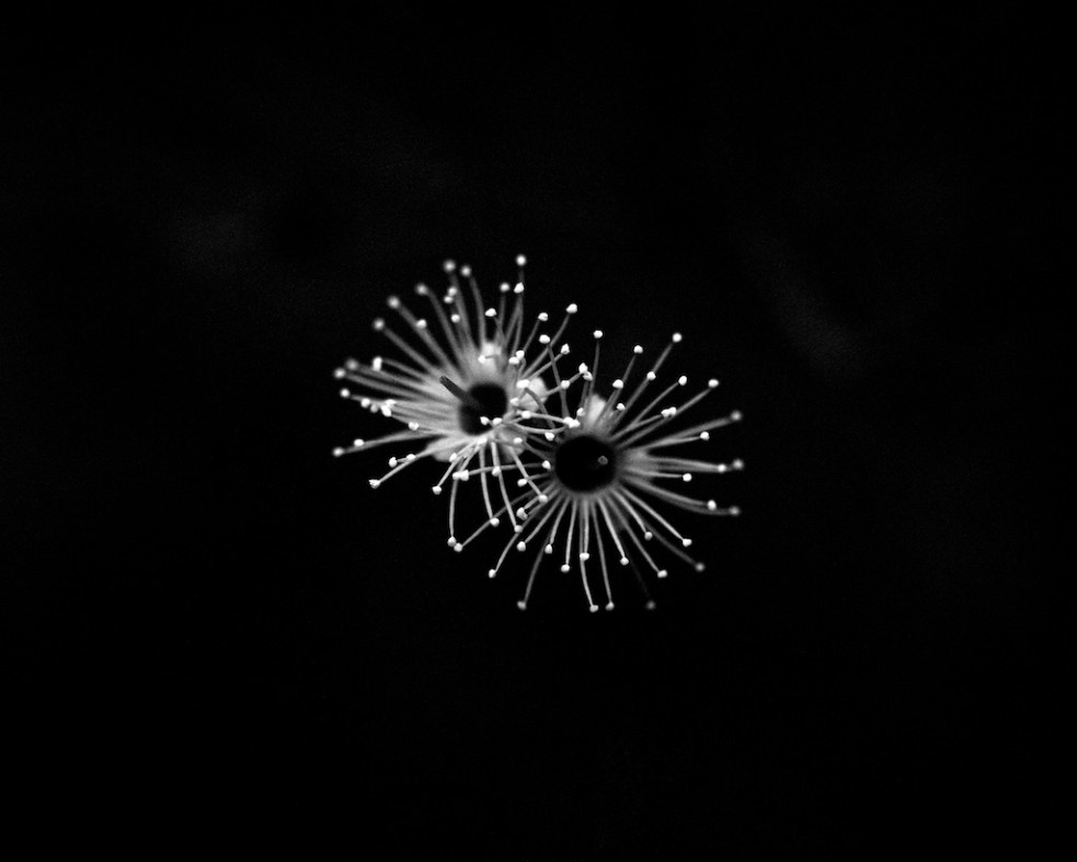 Nov 2015 MortonNP Budanoon 045F1 Shanghai100 Xtol(1.3)+paRodinal(1.160) 3