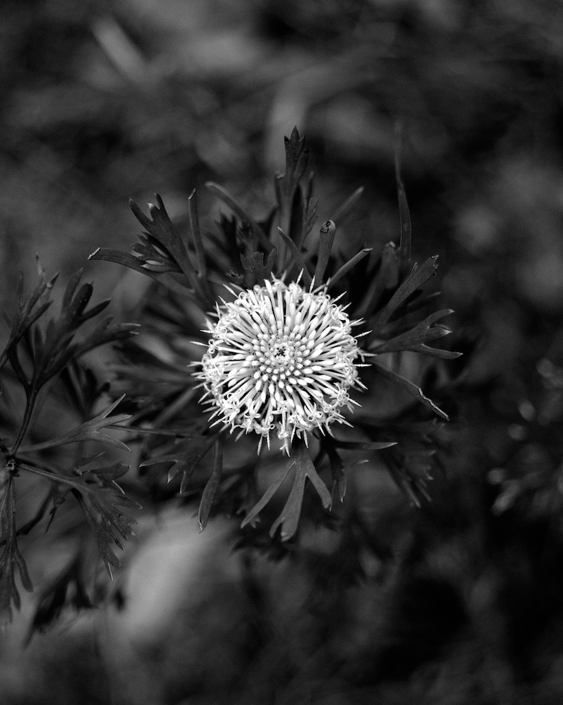 Nov 2015 MortonNP Budanoon 045F1 Shanghai100 Xtol(1.3)+paRodinal(1.160) 9