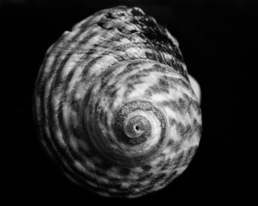 Dec 2015 MonumentBeach 045F1 Fomapan100 Xtol(1.3)+paRodinal(1.160) 11