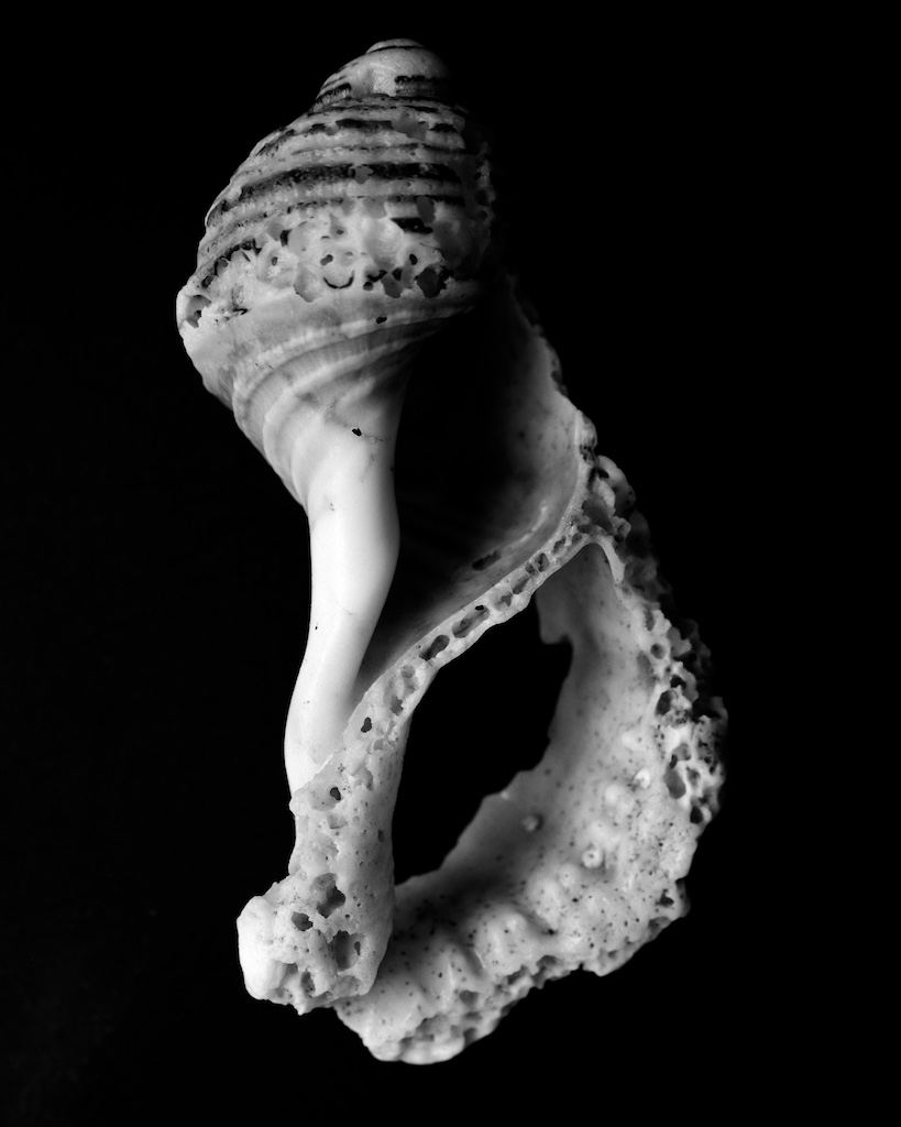 Jan 2016 ShellFragments 045F1 Fomapan100 Xtol(1.3)+paRodinal(1.160) 3