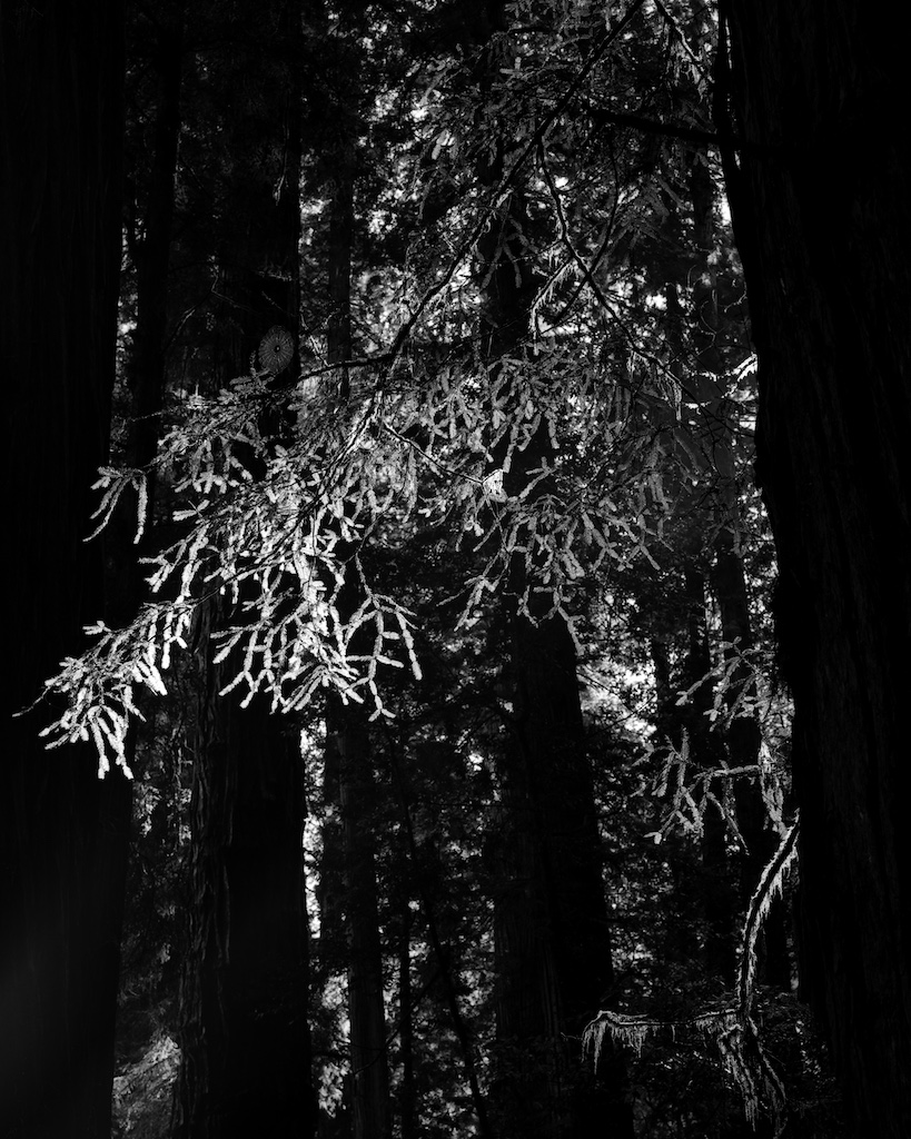 March 2016 USA 045F1 TMY2 Xtol(1.3)+RO9(1.160) 2