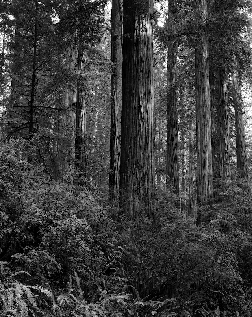 March 2016 USA 045F1 TMY2 Xtol(1.3)+RO9(1.160) 6 (1)