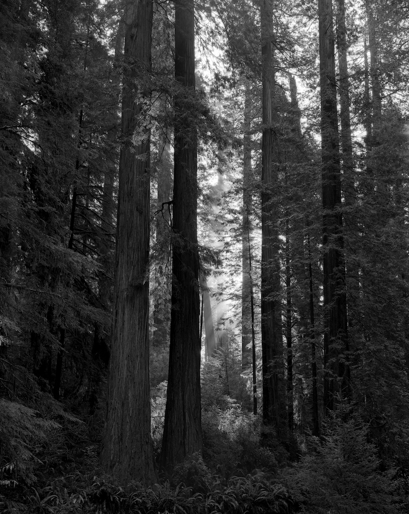 March 2016 USA 045F1 TMY2 Xtol(1.3)+RO9(1.160) 6